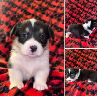 Pembroke Welsh Corgi Puppies for sale in Chesterton, Indiana. price: $1,350