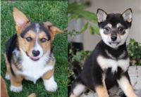 Pembroke Welsh Corgi Puppies for sale in Beverly, Ohio. price: $500