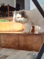 Persian Cats for sale in Union, IL 60180, USA. price: $75