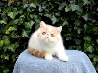 Persian Cats for sale in Williamsburg, Virginia. price: $800