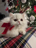 Persian Cats for sale in Oklahoma City, Oklahoma. price: $550