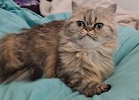 Persian Cats for sale in La Porte, Texas. price: $500