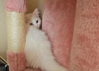 Persian Cats for sale in Orlando, FL, USA. price: $400