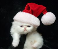 Persian Cats for sale in Portland, OR, USA. price: $650