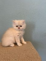 Persian Cats for sale in San Jose, California. price: NA