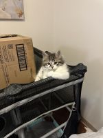 Persian Cats for sale in Allston, Massachusetts. price: $900