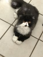 Persian Cats for sale in Glendale, Arizona. price: $500