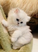 Persian Cats for sale in Toledo, Ohio. price: $500