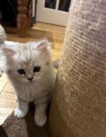 Persian Cats for sale in Toledo, Ohio. price: $500