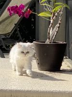 Persian Cats for sale in Cicero, IN, USA. price: $2,750