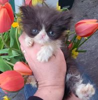 Persian Cats for sale in Portland, OR, USA. price: $650