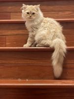 Persian Cats for sale in Old Bridge, New Jersey. price: $450