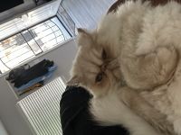 Persian Cats for sale in Montebello, California. price: $450