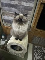 Persian Cats for sale in Dallas, Texas. price: $1,200