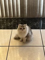 Persian Cats for sale in El Paso, Texas. price: $850