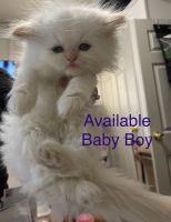 Persian Cats for sale in Worcester, MA, USA. price: $800