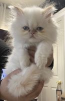 Persian Cats for sale in Worcester, MA, USA. price: $800