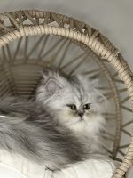 Persian Cats for sale in Huntsville, Alabama. price: $750