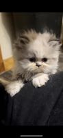 Persian Cats for sale in Torrington, CT 06790, USA. price: $1,000