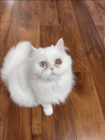 Persian Cats for sale in Novi, Michigan. price: $450