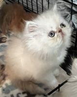 Persian Cats for sale in Columbus, OH, USA. price: $850