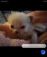 Persian Cats for sale in Lake Geneva, Wisconsin. price: $1,000