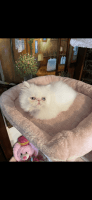 Persian Cats for sale in Indianapolis, Indiana. price: $600