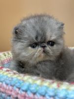 Persian Cats for sale in Tampa, FL, USA. price: NA