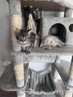 Persian Cats for sale in Streamwood, Illinois. price: $200