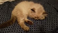 Persian Cats for sale in Dickson, TN, USA. price: $225