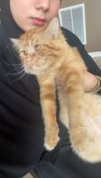 Persian Cats for sale in Sugarland, Texas. price: $500