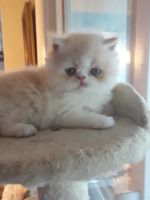 Persian Cats for sale in Bourbonnais, Illinois. price: $300