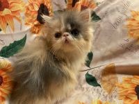 Persian Cats for sale in Fleetwood, PA 19522, USA. price: $1,200