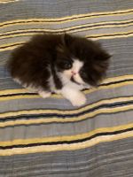 Persian Cats for sale in Dayton, Ohio. price: $550