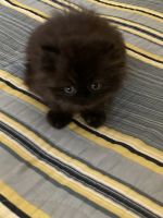 Persian Cats for sale in Dayton, Ohio. price: $550