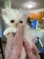 Persian Cats for sale in Madison, Wisconsin. price: $800