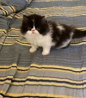 Persian Cats for sale in Dayton, Ohio. price: $550