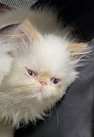 Persian Cats for sale in Miami, Florida. price: $800