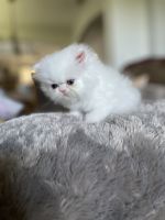 Persian Cats for sale in Orlando, Florida. price: $1,200