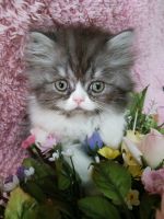 Persian Cats for sale in Thornville, OH 43076, USA. price: $800