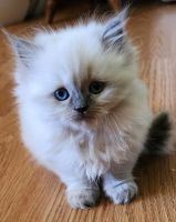 Persian Cats for sale in Casco, Michigan. price: $600