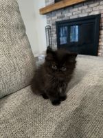 Persian Cats for sale in North Ridgeville, Ohio. price: $1,200