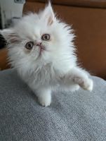 Persian Cats for sale in Mountain Top, Pennsylvania. price: $600