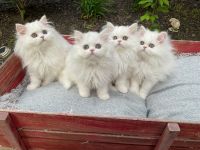 Persian Cats for sale in Mountain Top, Pennsylvania. price: $600