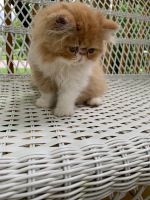 Persian Cats for sale in Toledo, OH, USA. price: $650