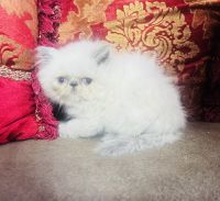 Persian Cats for sale in Phoenix, Arizona. price: $1,400