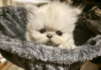 Persian Cats for sale in St. Louis, Missouri. price: $1,000