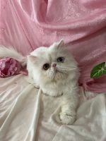 Persian Cats for sale in Waxhaw, NC 28173, USA. price: $400