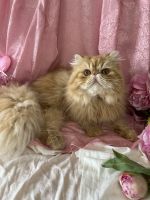 Persian Cats for sale in Waxhaw, NC 28173, USA. price: $500