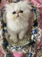 Persian Cats for sale in Waxhaw, NC 28173, USA. price: $1,500